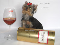 Orisilk Chitta щенок йоркширского терьера Орисилк Читта фото www.orisilk.ru 