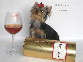 Orisilk Chitta щенок йоркширского терьера Орисилк Читта фото www.orisilk.ru 