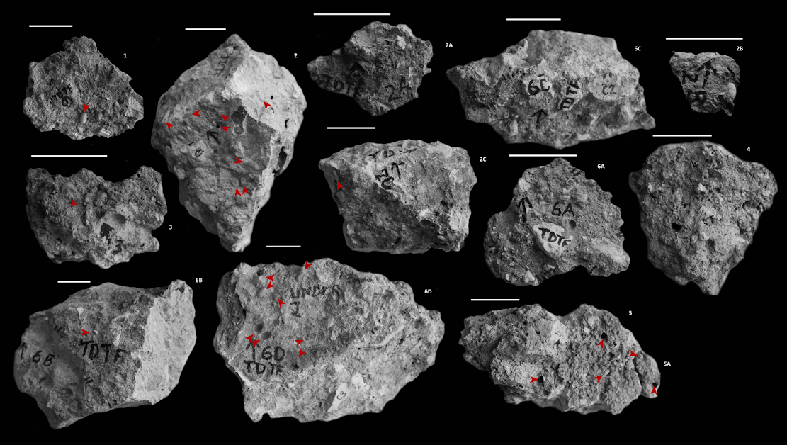 Fossil bee nests provide clues about the environment in which Australopithecus africanus lived Fossil bee nests provide clues about the environment in which Australopithecus africanus lived