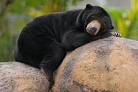 Beruang Madu Helarctos malayanus