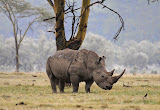 Nashorn am Lake Nakuru © Foto: Bernd Gerlach