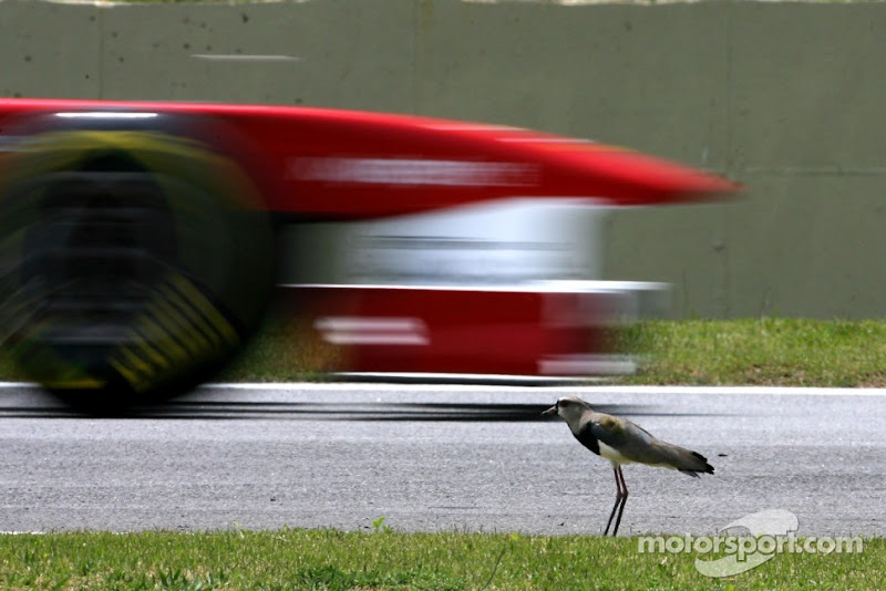 Ferrari Фернандо Алонсо проезжает мимо птички на трассе Интерлагос на Гран-при Бразилии 2011