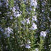 Rosemary Essential Oil Rosemary Essential Oil