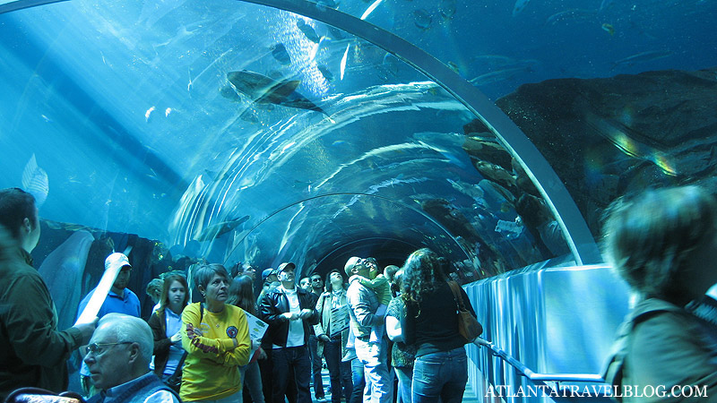 Аквариум в Атланте Georgia Aquarium.