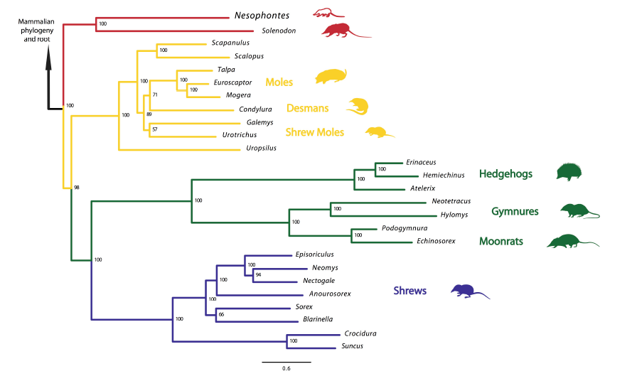 Ancient DNA traces extinct Caribbean 'Island Murderer' back to the dawn of mammals Ancient DNA traces extinct Caribbean 'Island Murderer' back to the dawn of mammals
