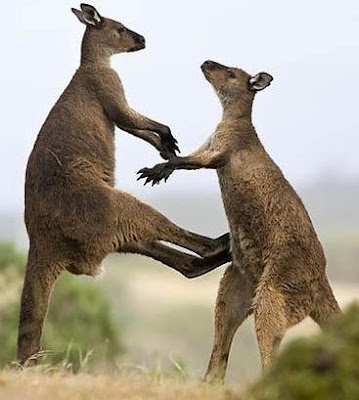 Canguros peleando Canguros peleando