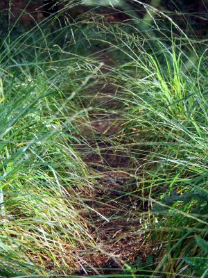 Grass Path