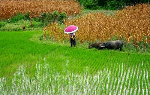Cánh đồng lúa Việt Nam: xanh - chín vàng