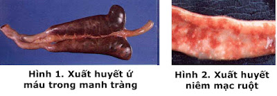 Xuất huyết, ứ huyết trong manh tràng. Xuất huyết niêm mạc ruột.