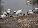 African sacred ibis and little egret