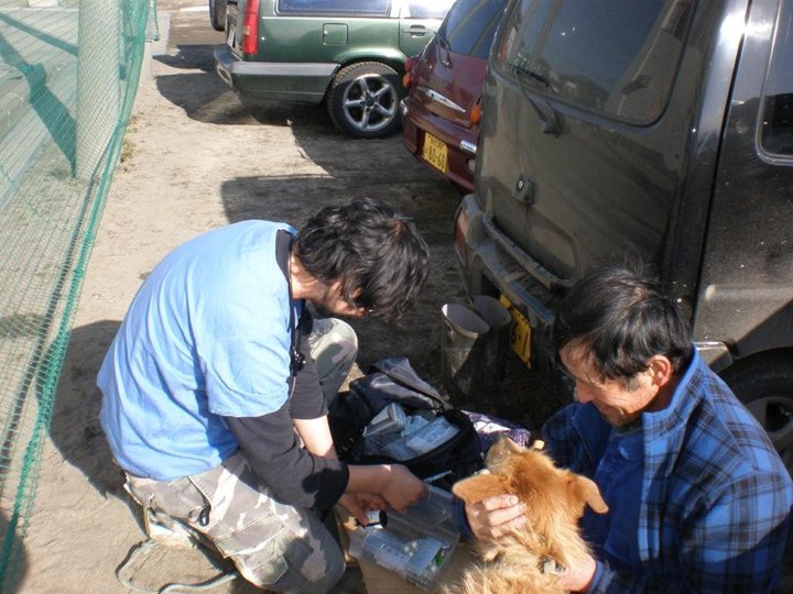 Paws for Japan: Veterinarian Visiting Evacuation Shelters to Treat Pets in Need