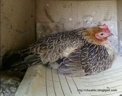 Another Broody Hen Sitting On 6 Eggs