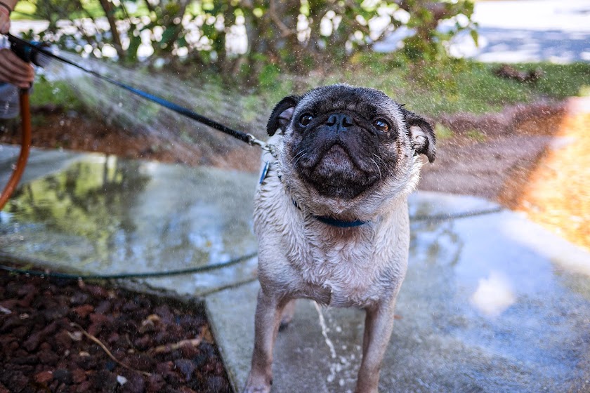 Buddy the Mischievous Pug