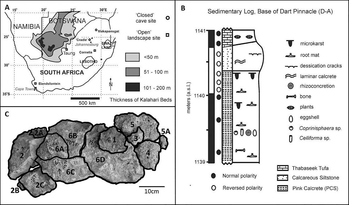 Fossil bee nests provide clues about the environment in which Australopithecus africanus lived Fossil bee nests provide clues about the environment in which Australopithecus africanus lived