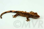 Cajun is a possible tricolor harlequin (Awesome-O x Sienna) from moonvalleyreptiles.com