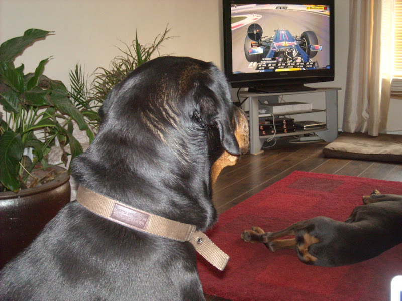 собака смотрит на пилотирование Марка Уэббера по телевизору на Гран-при Абу-Даби 2011