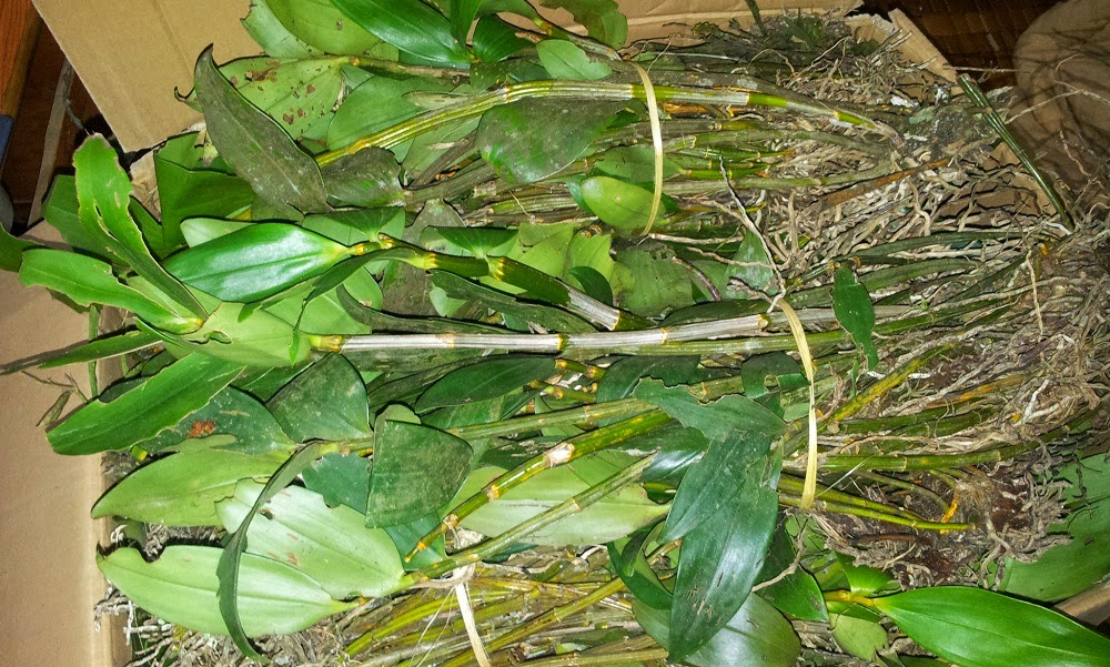 kiều vàng kieu vang