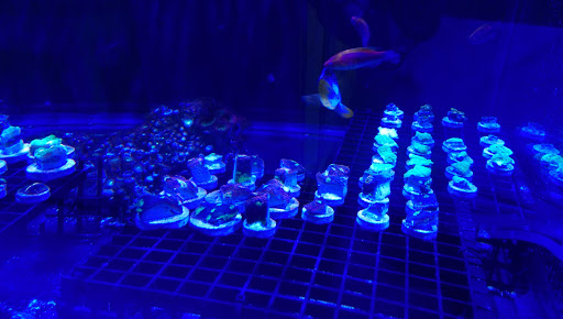 Tropical Fish Store «Blue Seas Aquariums», reviews and photos, 2750 N University Dr, Sunrise, FL 33322, USA