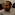 soheil