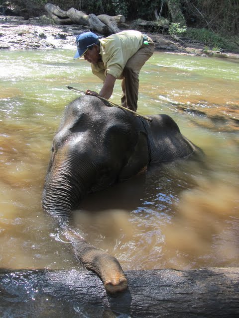 senmonorom elephant trek