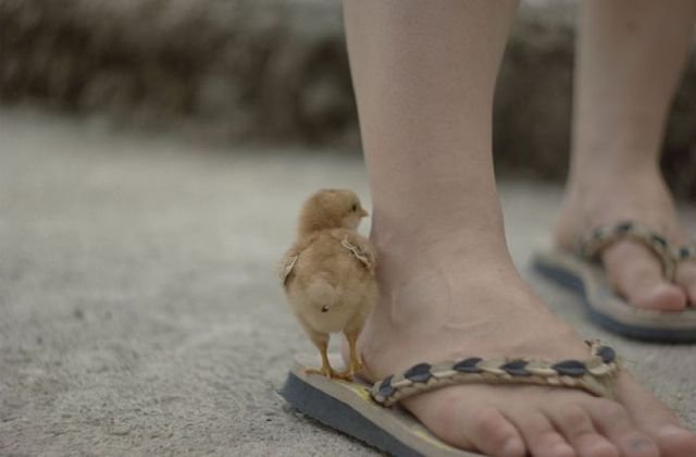 Smallest chick takes inch