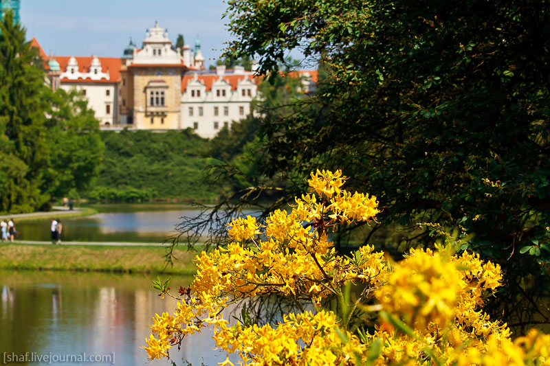 Чехия. Пругоницкий парк в цветении рододендронов