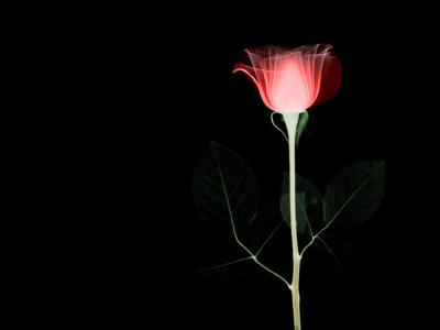 imagenes de corazones especiales}