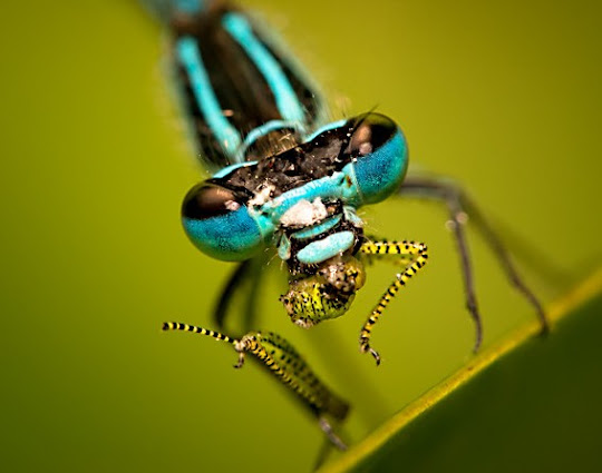 Dragonfly macro photography