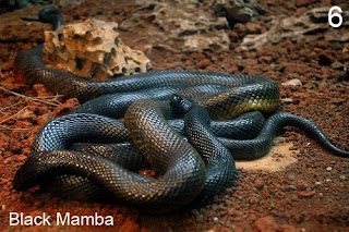 Black Mamba Dendroaspis Polylepis