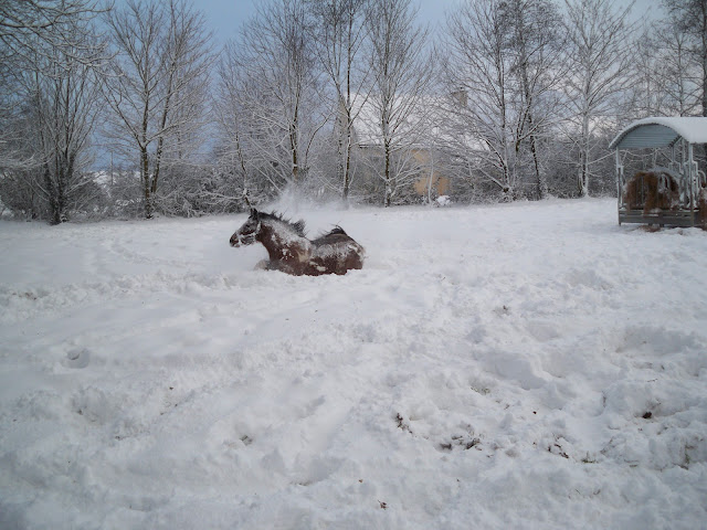Concours Photos Mai : Fais ce qu'il te plait 100_2413