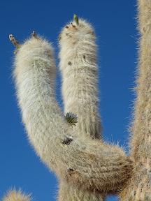 Cactus cardón