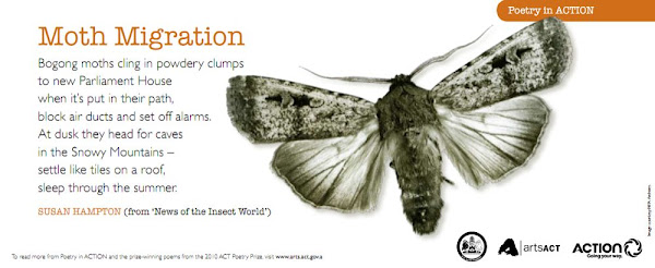 moth migration
