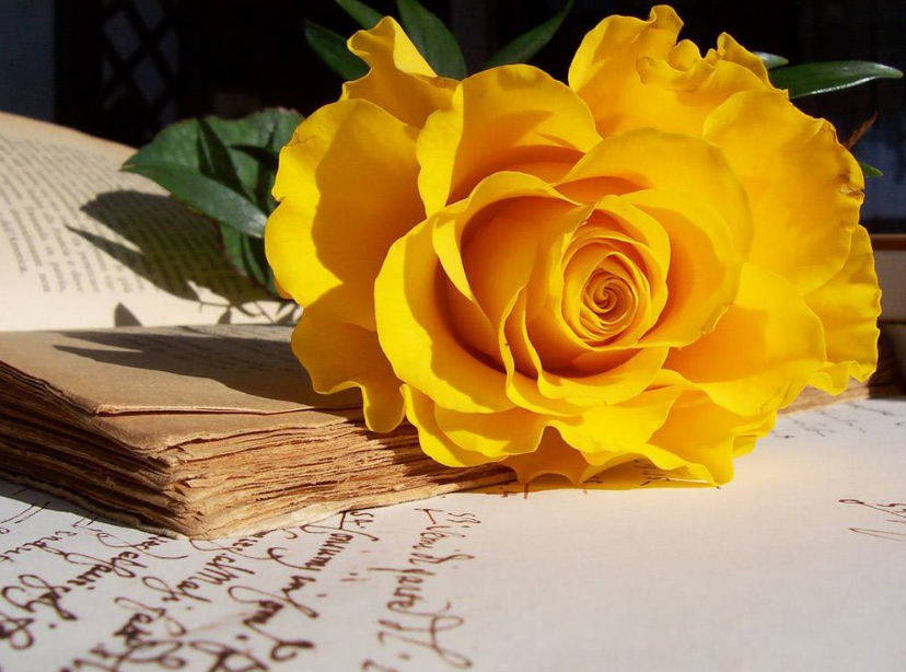 Hoa hồng vàng rực rỡ và những ý nghĩa đặc biệt