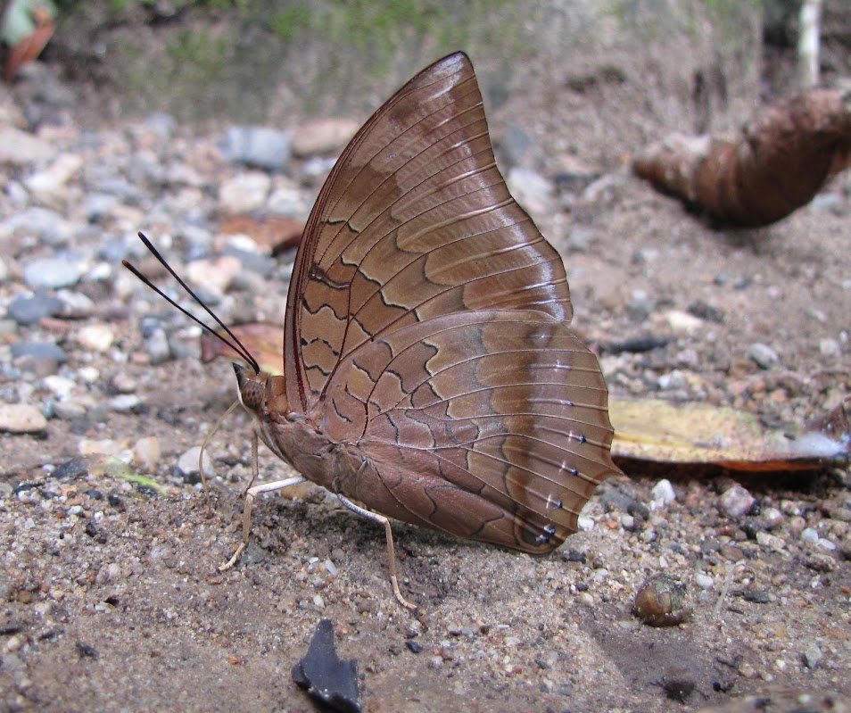 Papillons de l'ile de Sumatra IMG_2895