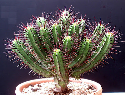 Euphorbia enopla Euphorbia%252520enopla