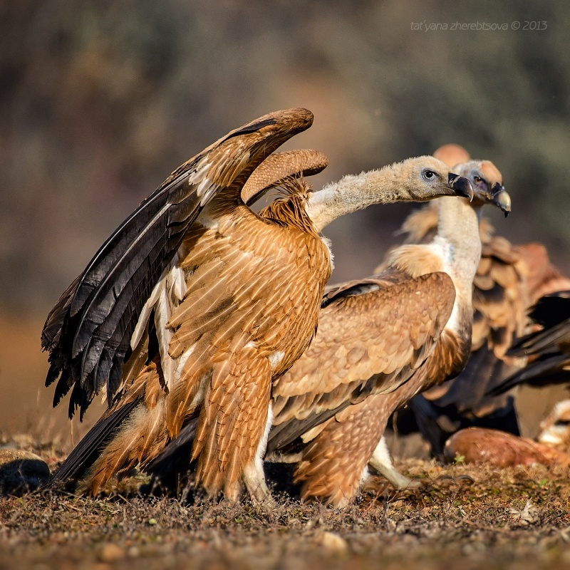 wildlife.crimea.ua