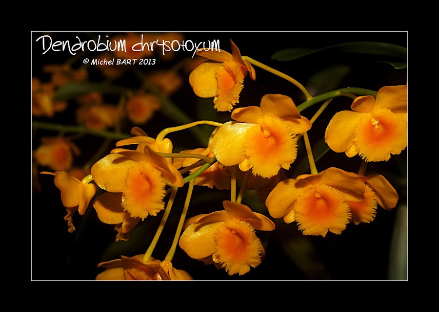 Dendrobium chrysotoxum Dendrobium_chrysotoxum