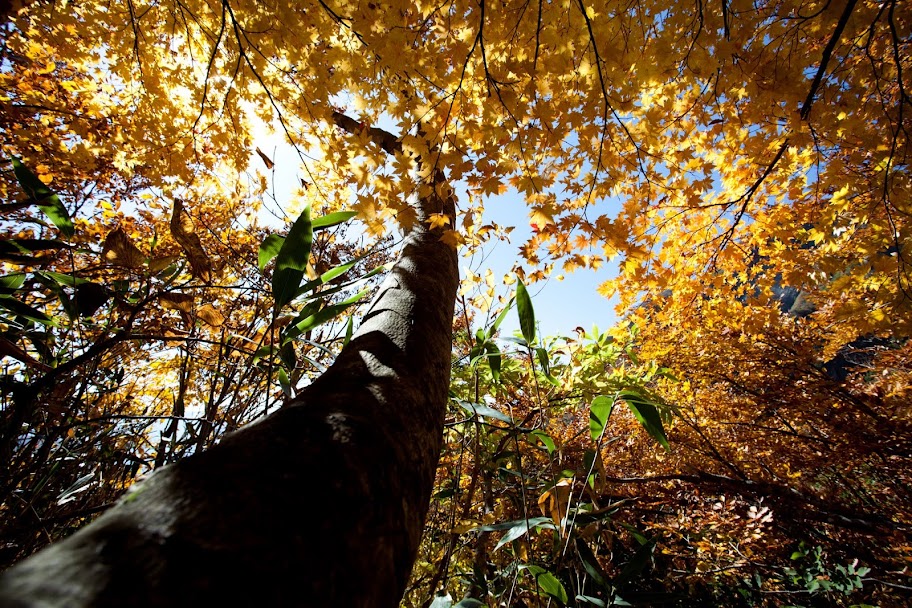 広角の黄葉