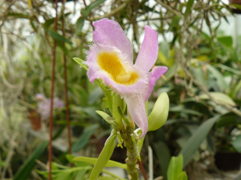 Dendrobium loddigesii P1030649