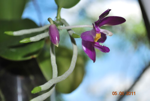 Phalaenopsis pulchra  - Страница 2 DSC_0014