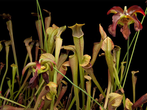 coluna zero, fotografia, photo, foto, national geographic, rare, joel sartore, extinction
