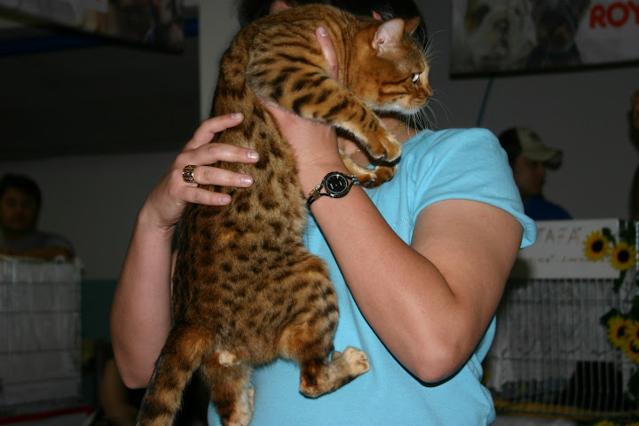 bengal