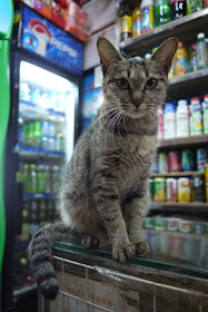 cat with bottled and canned drinks in the background