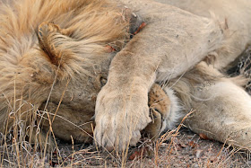 Wildlife Photos of Lion (Timbavati Private Nature Reserve, South Africa)