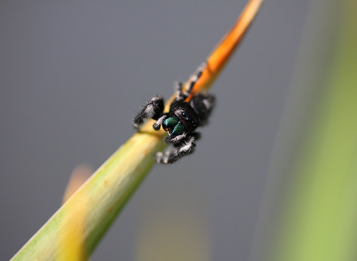 IMAGE: https://lh4.googleusercontent.com/--DqF4Ib7D3M/Td62BYWQELI/AAAAAAAAA_M/BpH_7RUt39w/s720/jumping%252520spider_5888.JPG