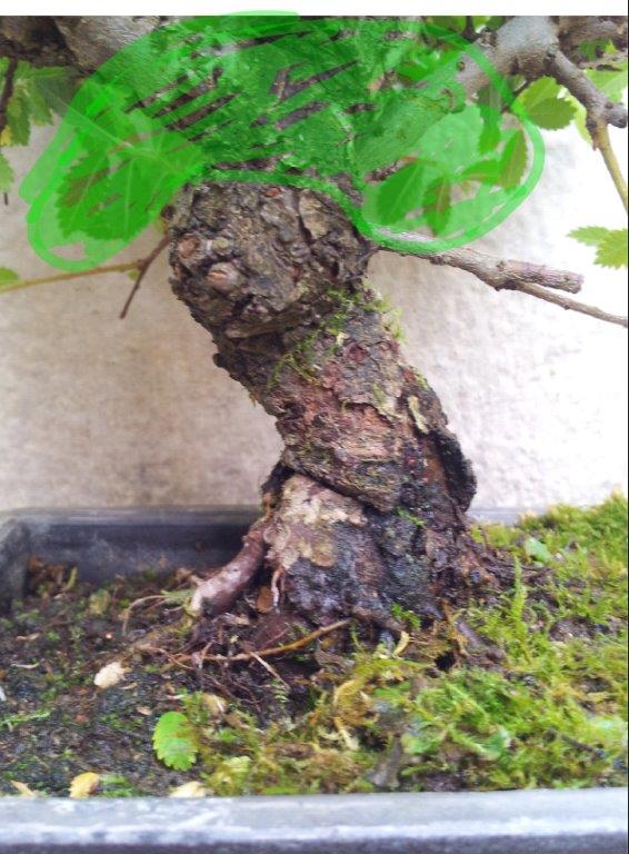 My first Cork bark elm Image-1677450782