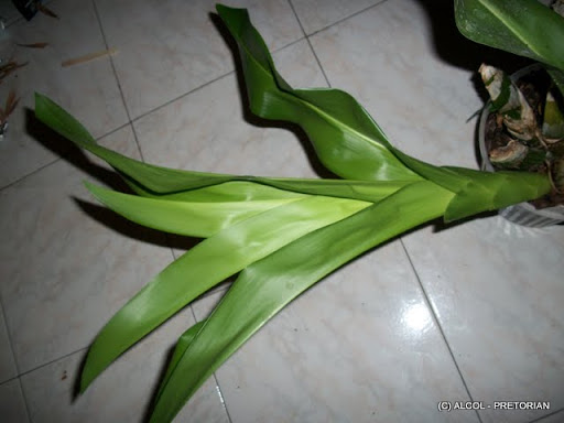 100_4277.JPG