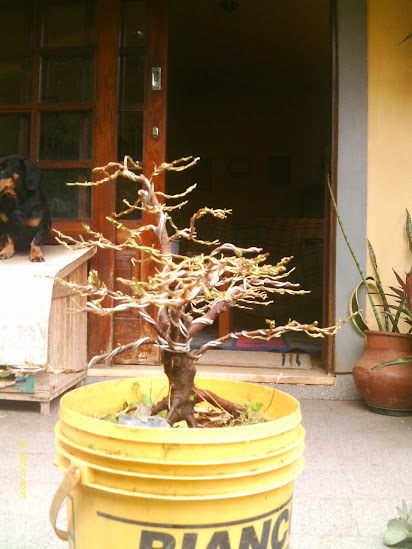 Outro  Ficus Microcarpa... IMAG0043