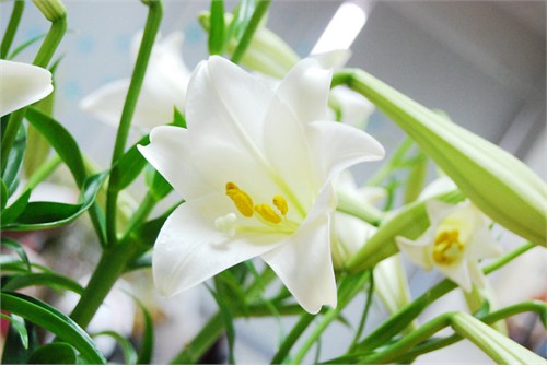 Những bài thơ Tháng Tư, tình thơ tháng 4 hay & mới nhất Ảnh hoa loa kèn tháng tư