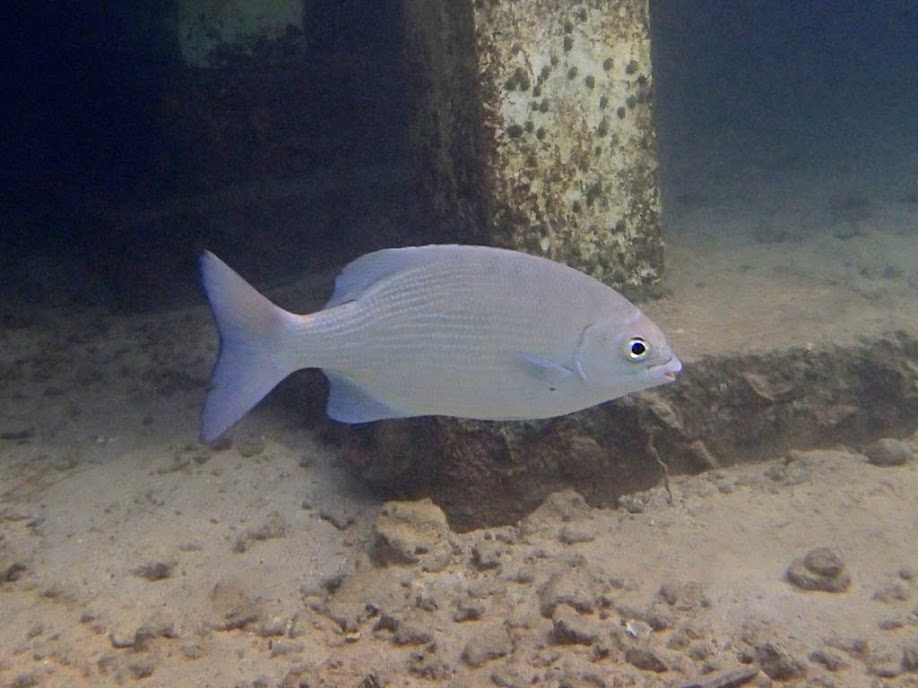 Kyphosus cinerascens (Snubnose Chub), Miniloc Island Resort Reef, Palawan, Philippines.